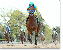 American Pharaoh