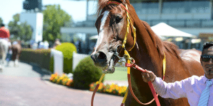 grande rosso lindsay park Grande Rosso