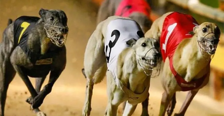 greyhound racing