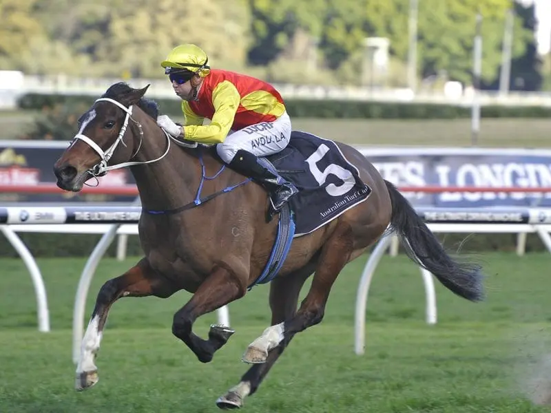 Chris Waller has put on a brave face after Omei Sword drew the outside barrier at Rosehill. Omei Swor, trained by Chris Waller