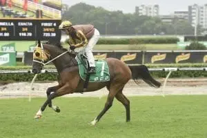 Tavago Tavago racehorse
