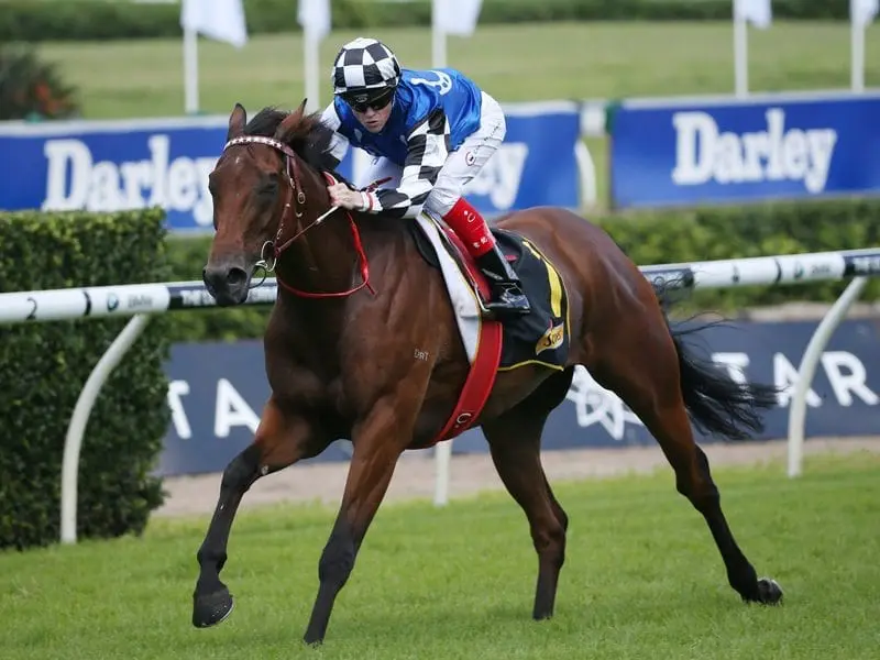 Big Duke is primed and ready for the re-running of the Sydney Cup at Randwick. Big Duke