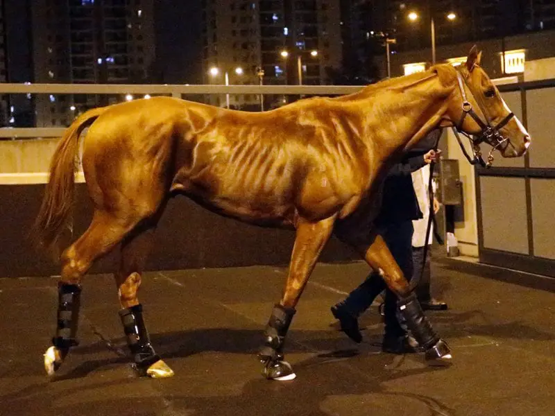 The United States has arrived in Hong Kong where he will run in the Group One QEII Cup. The United States