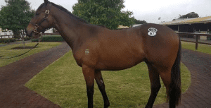 capital gain feature Capital Gain horse