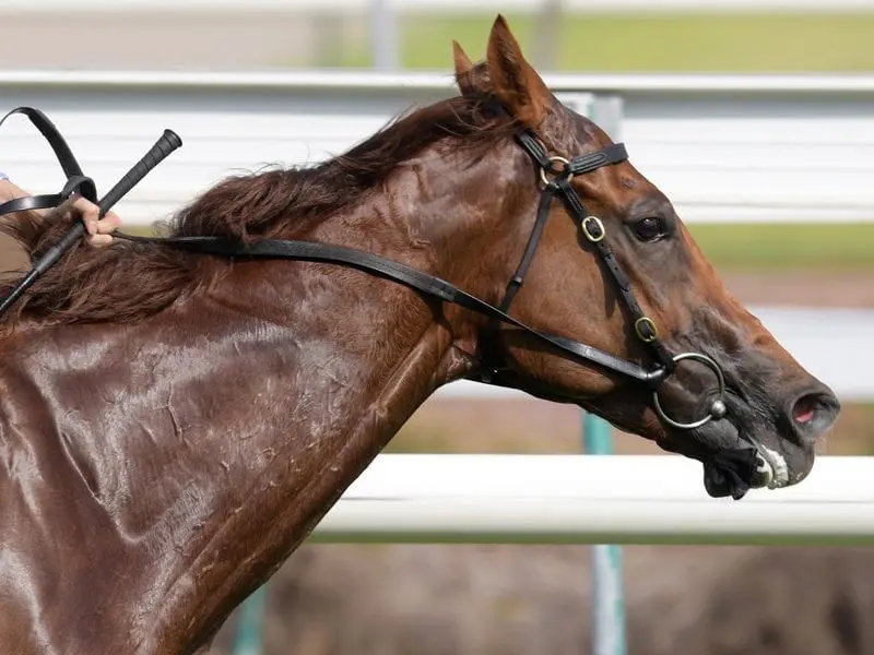 Lindsay Park after two Everest slots Racing horse Redkirk Warrior