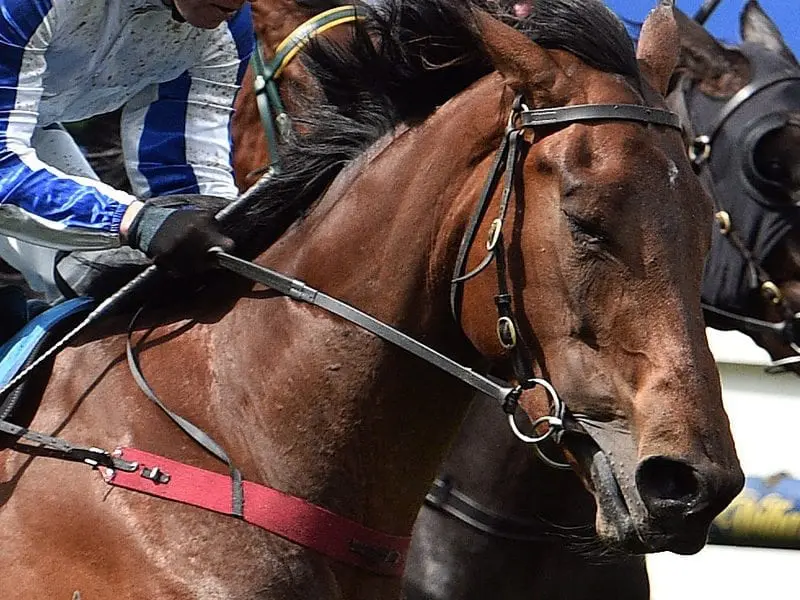 Racing horse Nurse Kitchen