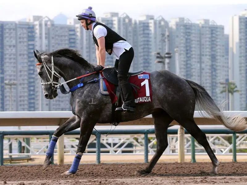 Hong Kong-bound jockey Tommy Berry will be unable to ride Chautauqua in The Everest in Sydney. Chautauqua ahead of the Chairman's Sprint Prize in Hong Kong