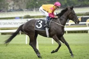 283339.jpg shiraz horse