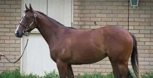 Darktown Strutter Darktown Strutter, trained by Kelly Schweida