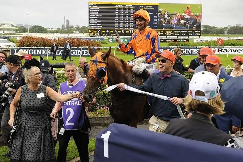 NZ galloper Gingernuts