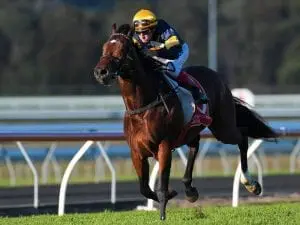 Araldo Junior too tough in Queensland Cup Araldo Junior too tough in Queensland Cup