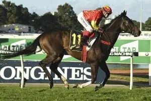 Calanda (Bradley Photos) Calanda wins the Schweppes Handicap at Rosehill