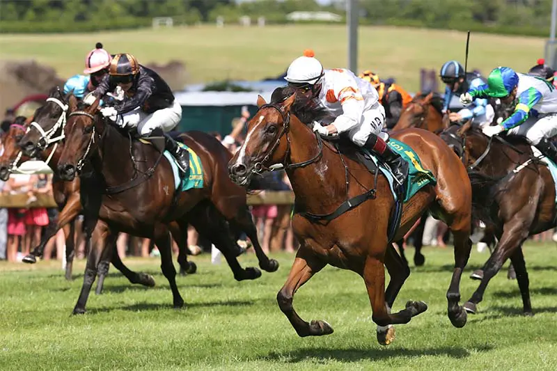 Capella horse