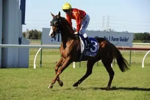 Red Dream horse