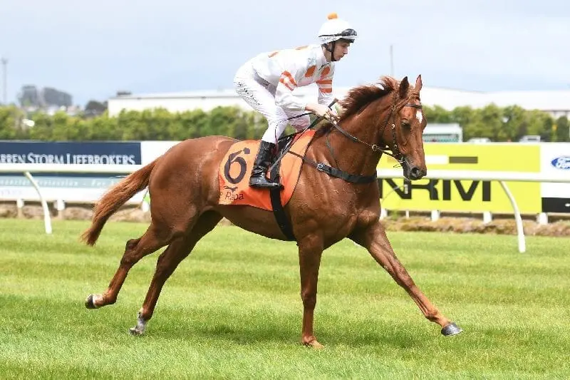 Promising NZ galloper Astor