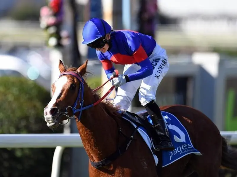 Single Gaze heads to the Memsie Stakes as an outsider but trainer Nick Olive is happy. Single Gaze