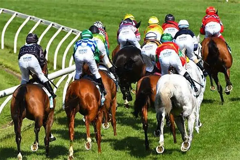 Thoroughbred horse racing