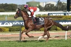 Oink racehorse