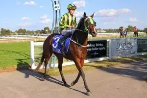 Snitzel Music horse