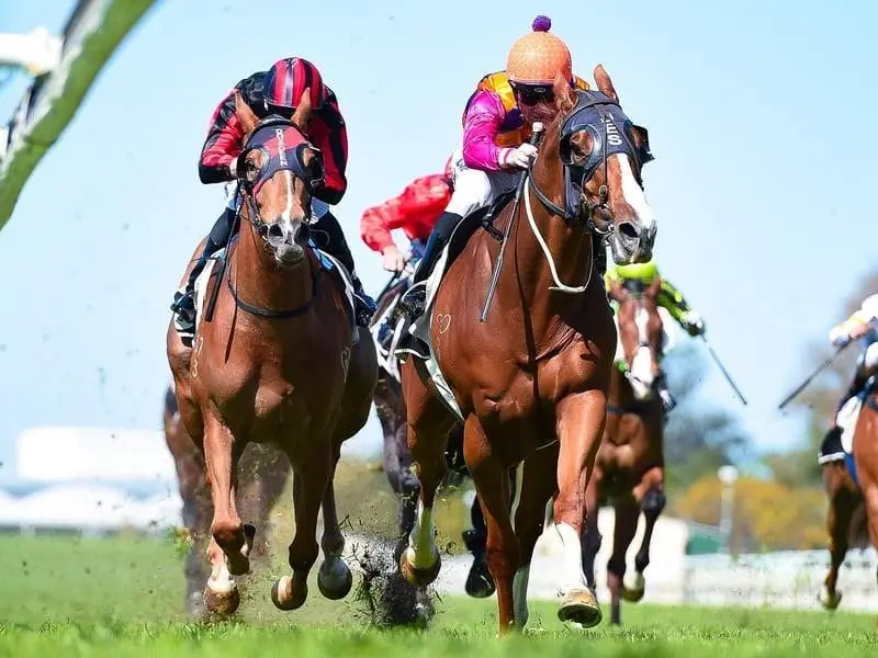 Dreams Aplenty (left) will back up at Doomben seven days after his last-start second. Dreams Aplenty (left)
