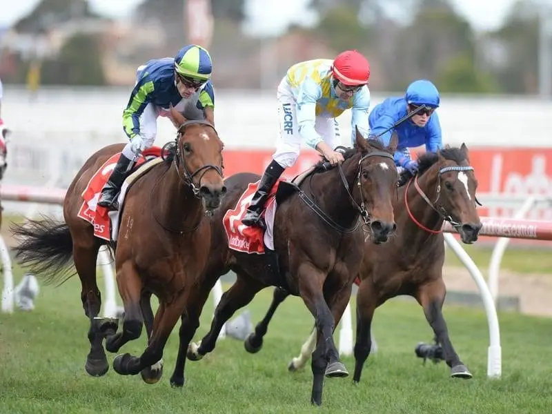Unbeaten colt Merchant Navy (left) is the third favourite for the Group One Golden Rose. Merchant Navy McNeil Stakes