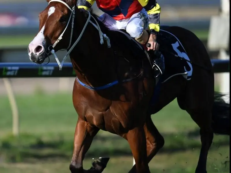 The Matt Dunn-trained Snitz will head to Sydney to try to qualify for the Anniversary Highway. Snitz