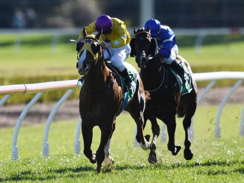 Gold Standard will be out to give Gai Waterhouse her first Golden Rose win. Gold Standard