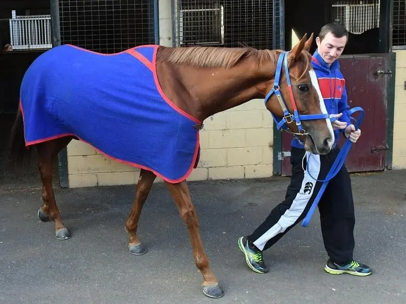 Caulfield Cup runner Single Gaze has a constant companion, her strapper Billy Owen. billy owen