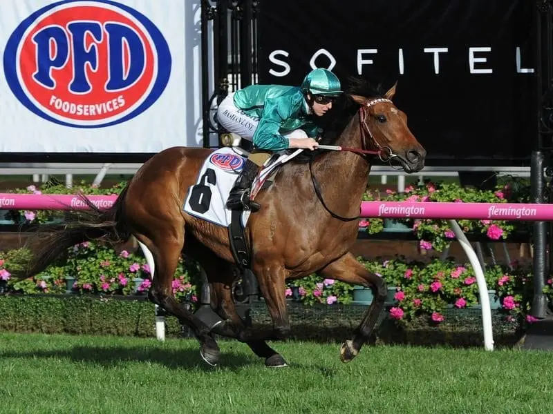 Damian Lane and Humidor will combine again as the jockey pursues his first Caulfield Cup. humidor