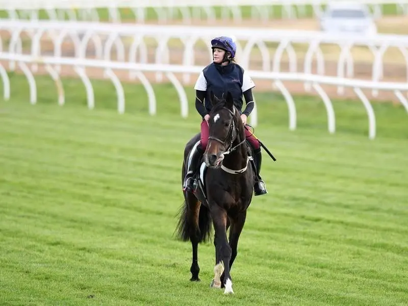 Riven Light will be one of eight internationally trained runners at the Caulfield Guineas meeting. riven light