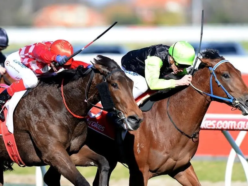 Quezette Stakes winner Crown Witness (r) returns to Caulfield to run in the Blue Sapphire Stakes. Crown Witness