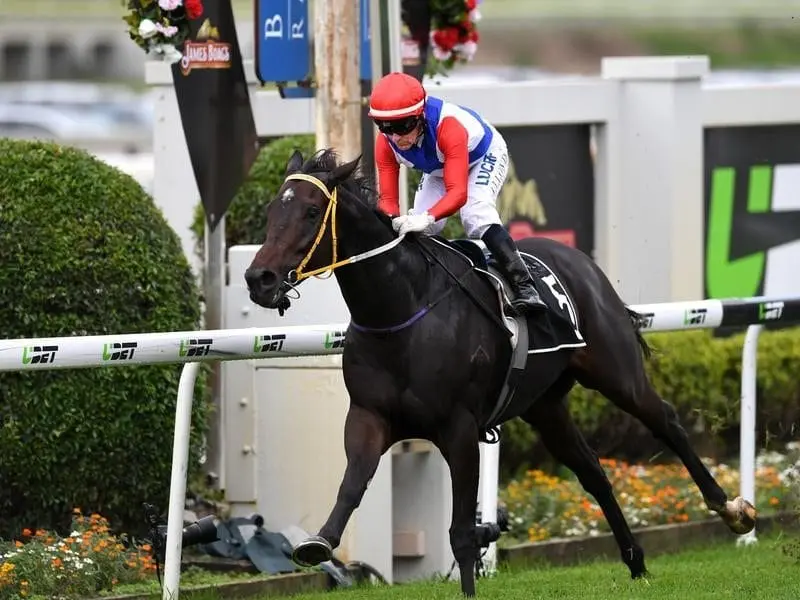 Trainer Ben Currie is eyeing the Perth carnival with Cantbuybetter after he races at Doomben. cantbuybetter