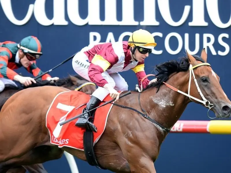 Prelude winner Perast will be joined by his stablemate The Mission in the Caulfield Guineas. perast