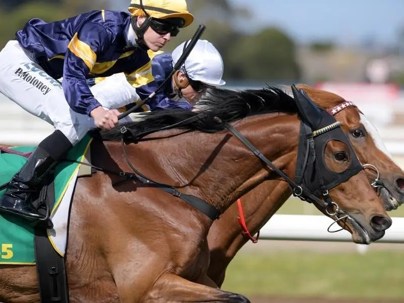 The Mike Moroney-trained Vengeur Masque(closest) ridden by Patrick Moloney wins the Geelong Cup. geelong cup