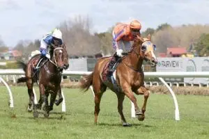 Te Akau Shark