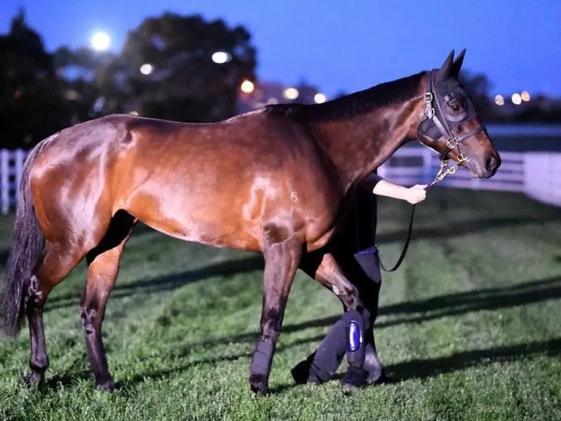 Trainer Chris Waller can't fault Winx ahead of the Turnbull Stakes at Flemington. winx