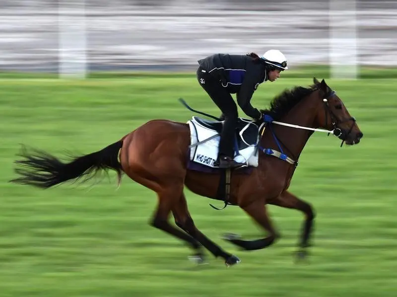 Nine-year-old Who Shot Thebarman is set to run in his fourth Melbourne Cup. Who Shot Thebarman is worked at Flemington racecourse
