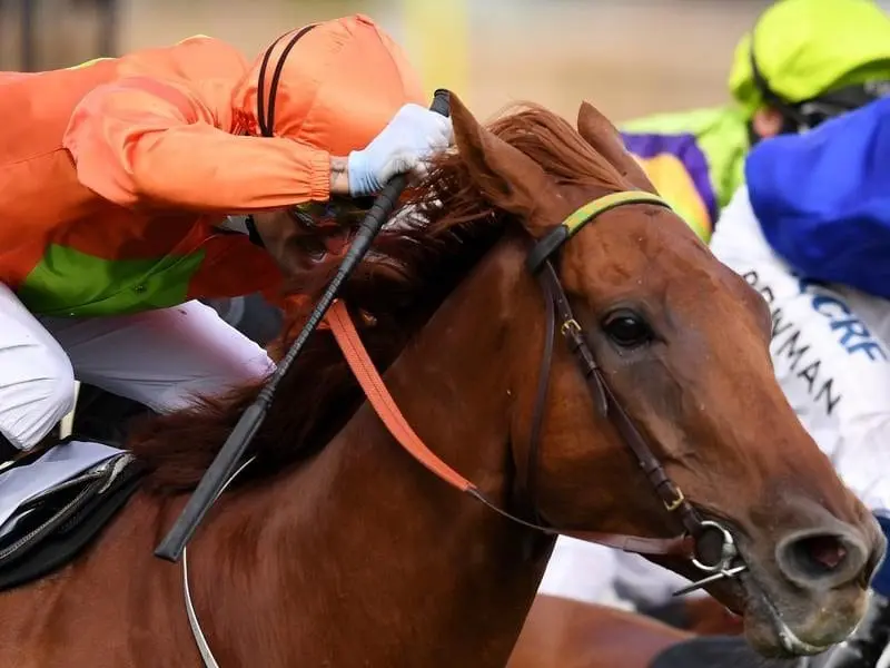 Terravista will wear blinkers for the first time in a decorated career in the Darley Classic. The Joe Pride-trained Terravista.