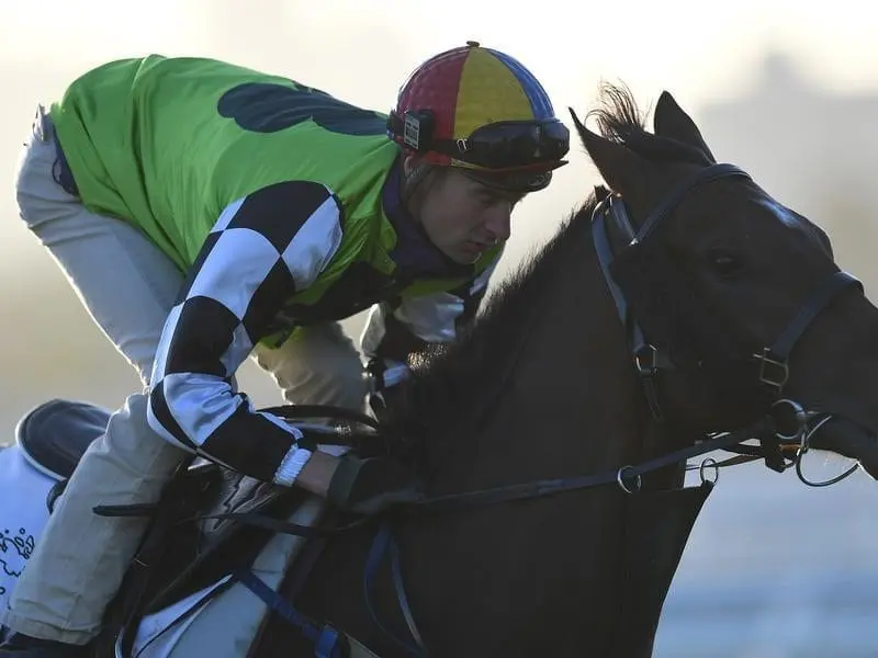 Leading Victoria Derby contender Tangled can give trainer Chris Waller a second win in the Classic. tangled