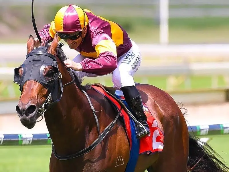 Magnufighter is on the road to a Magic Millions Guineas start after winning the 3YO at Doomben. Jockey Damian Browne rides Magnufighter to win race 4 at Doomben