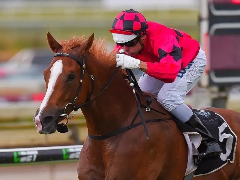 Jockey Brad Stewart rides Singular Sensation to victory.