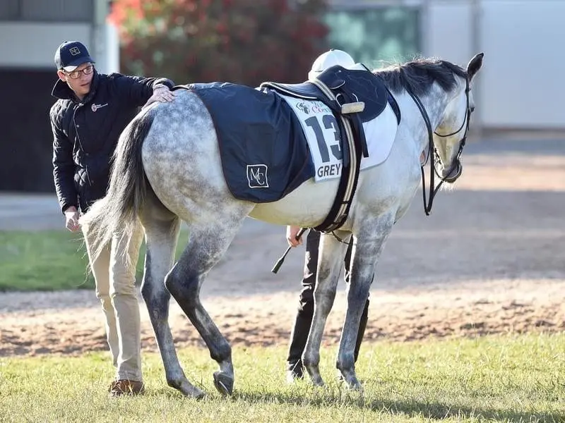 Matt Cumani believes the imported Grey Lion is ready to post his forst Australian win at Ballarat. lion
