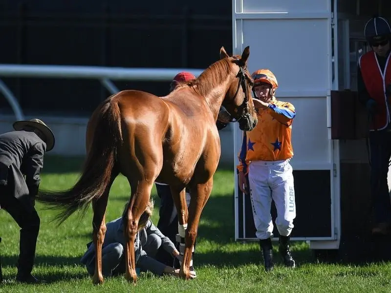 NZ star Gingernuts has had surgery on an injured leg suffered before the Emirates Stakes. gingernuts