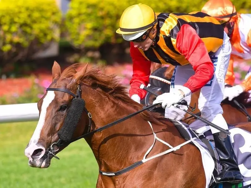 NotOnYourLife has become the first pregnant mare Tony Gollan has trained to win a race. gollan