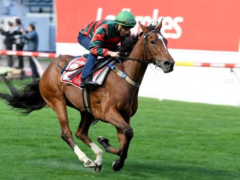 Egg Tart will be one of six runners for trainer Chris Waller in the Kennedy Mile at Flemington. EGG TART