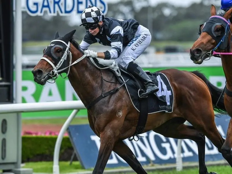 French import Carzoff will try to capitalise on his last-start win when he returns to Rosehill. carzoff
