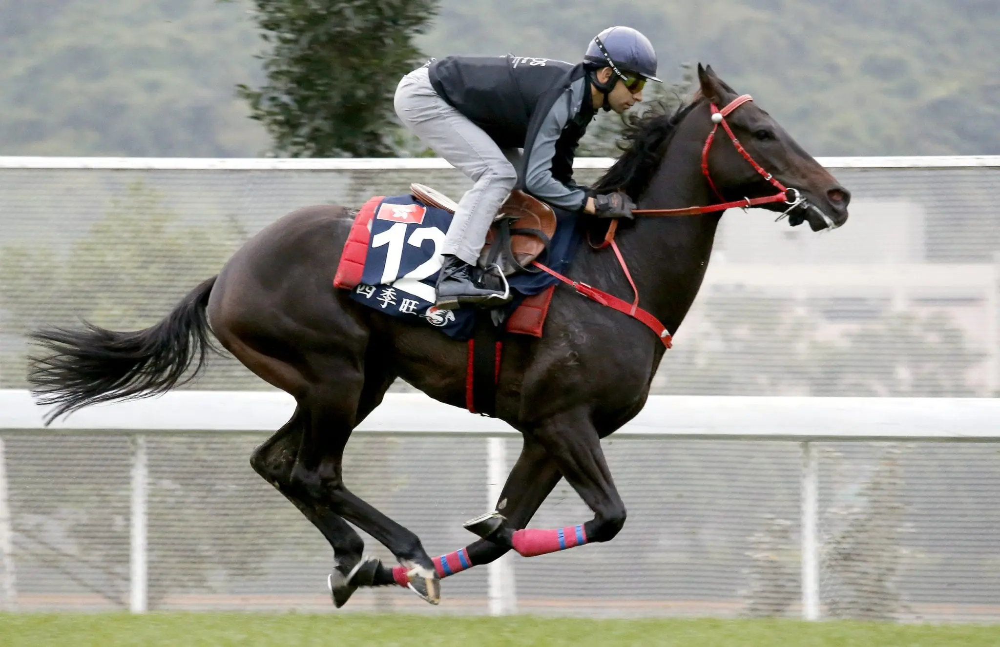 Joao Moreira & Seasons Bloom at trackwork ahead of the 2017 Hong Kong Mile