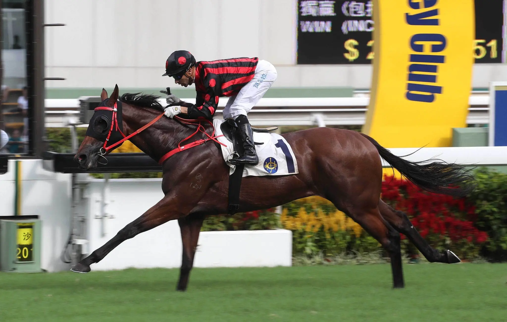 Thewizardofoz Hong Kong horse