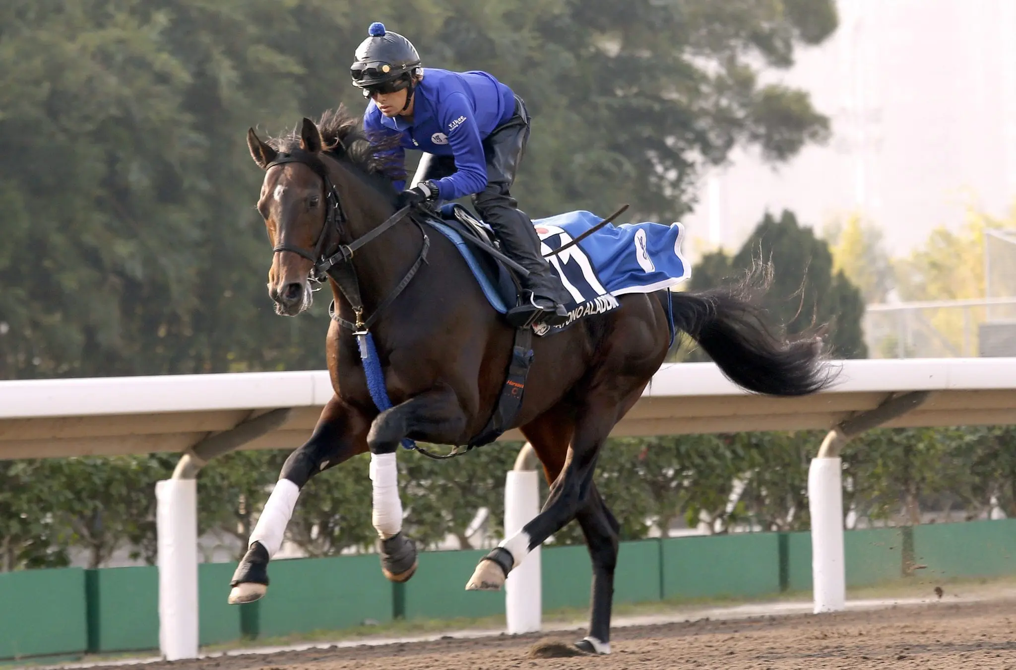 Satono Aladdin at trackwork