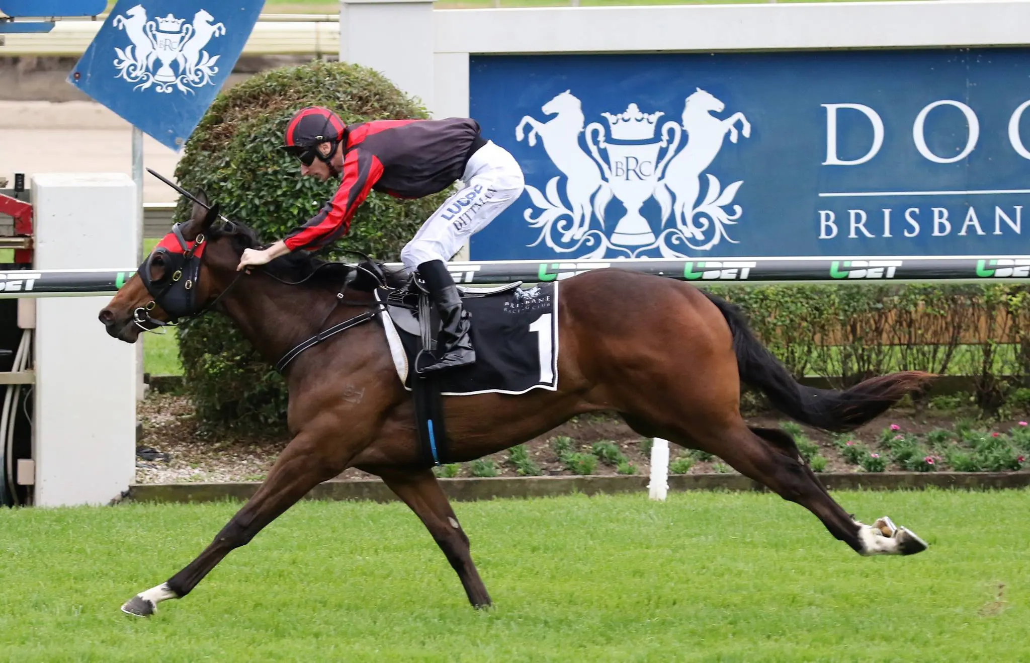 Hopes Eternal trained by John Zielke and ridden by Luke Dittman 